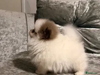 Pomeranian dogs Make true to type Pomeranian - Advert 13