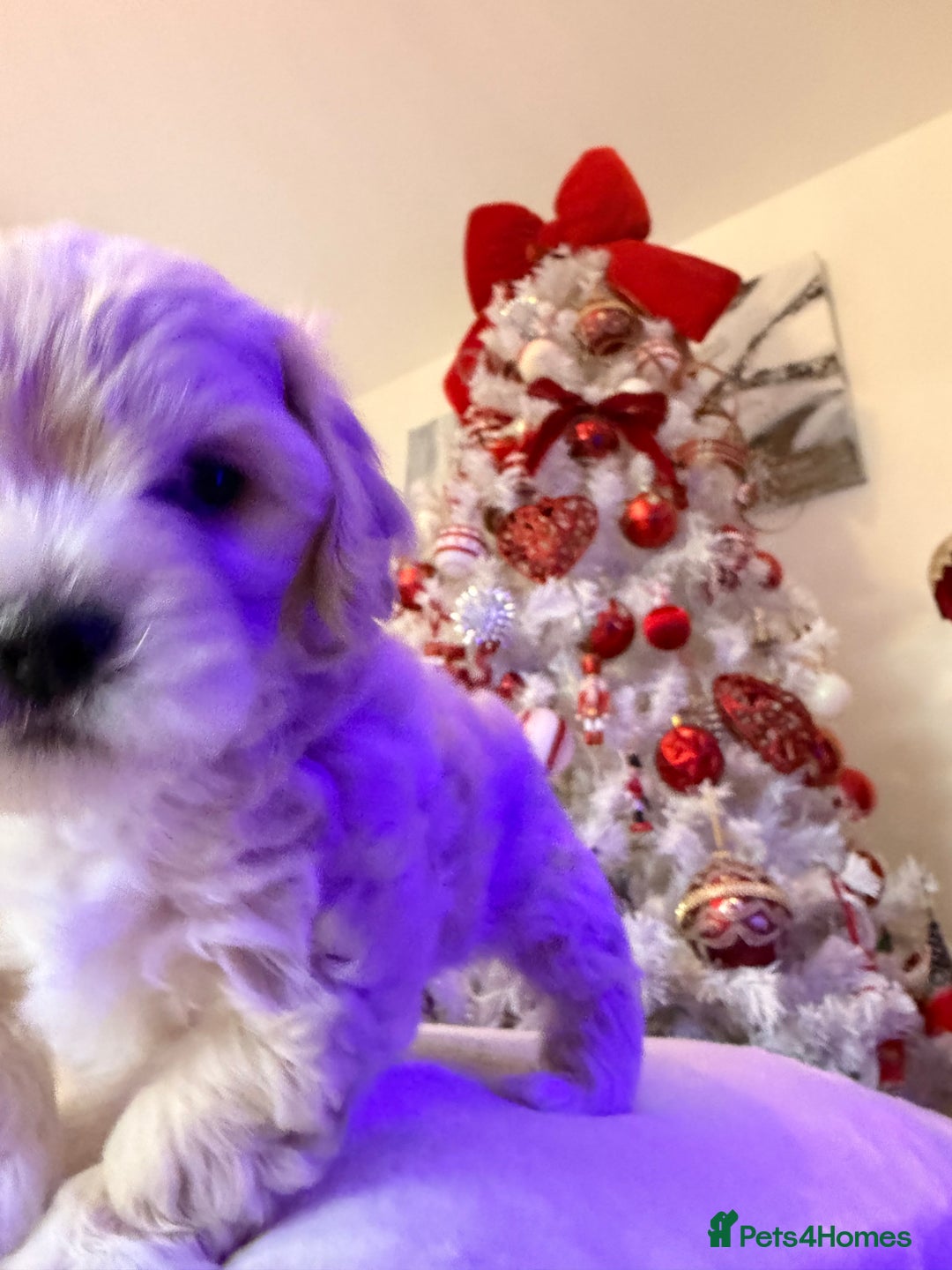 Mixed Breed dogs for sale: Malticavapoo - Advert 9