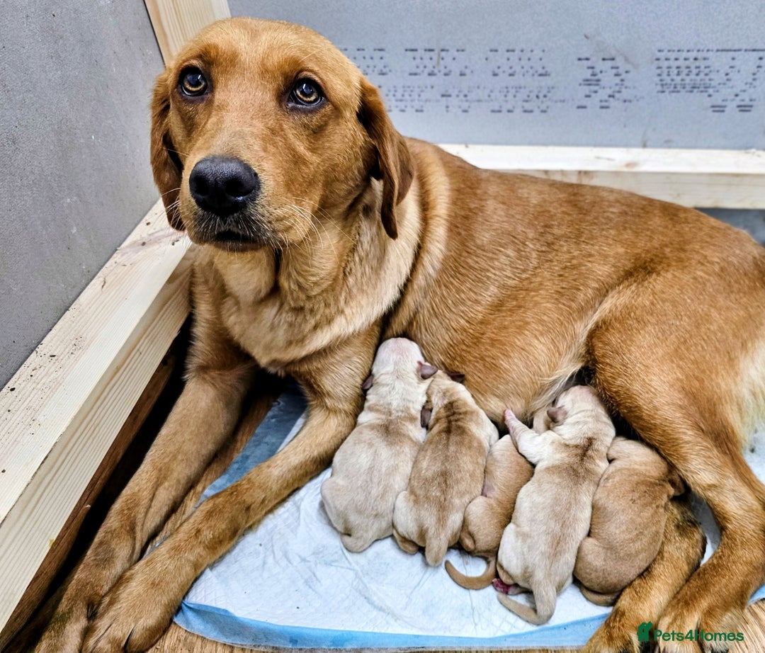 Labrador Retriever dogs for sale: 🐾Beautiful Labrador Pups–Ready for Loving Homes🐾 - Image 12