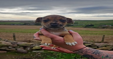 Jack Russell dogs - Advert 6