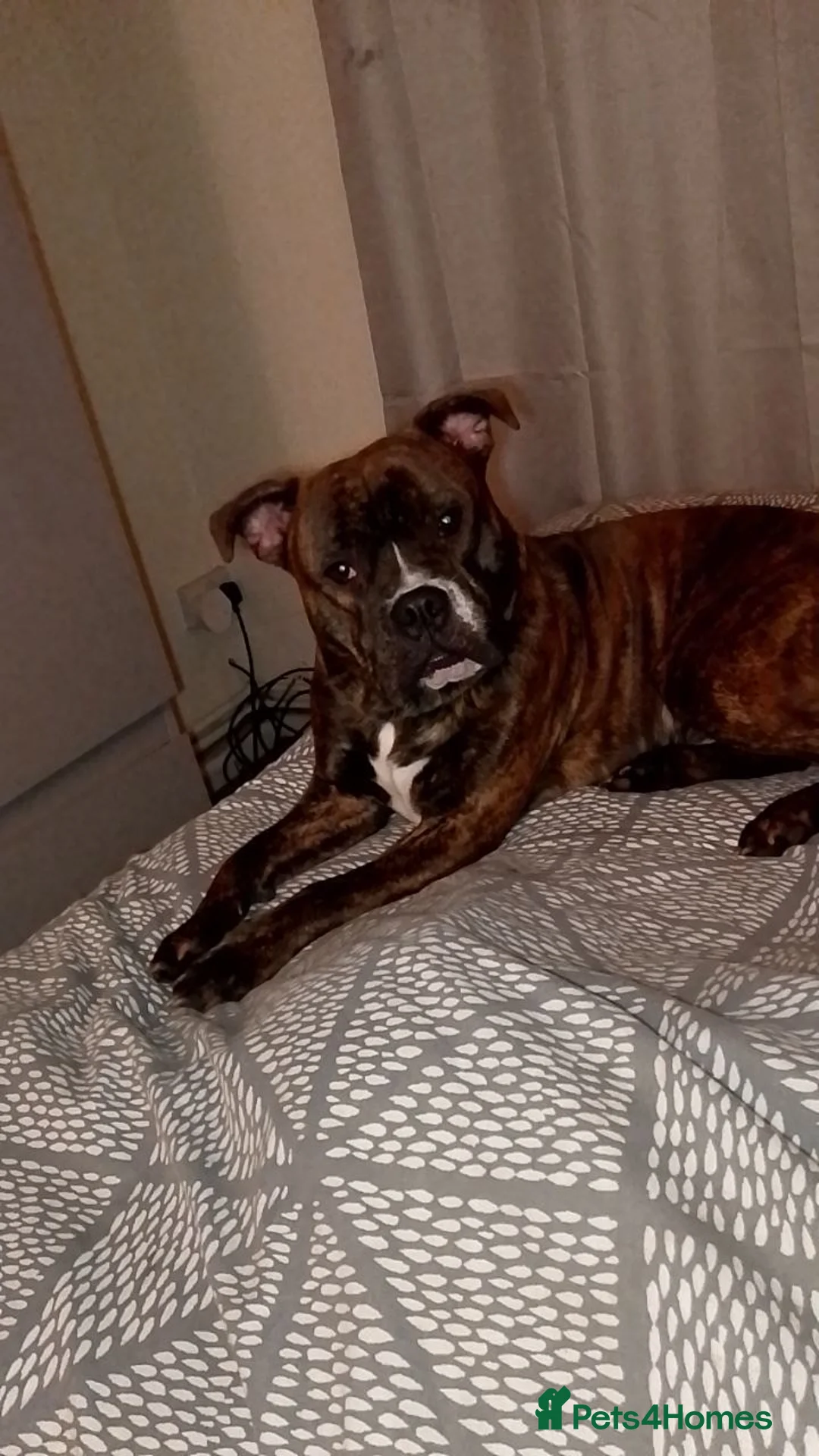 Mixed Breed dogs for adoption: Marley age 3  - Advert 1