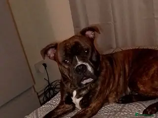 Mixed Breed dogs Marley age 3 - Advert 1