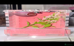 Spiders invertebrates for sale: Precious little female jumping spider - Advert 5