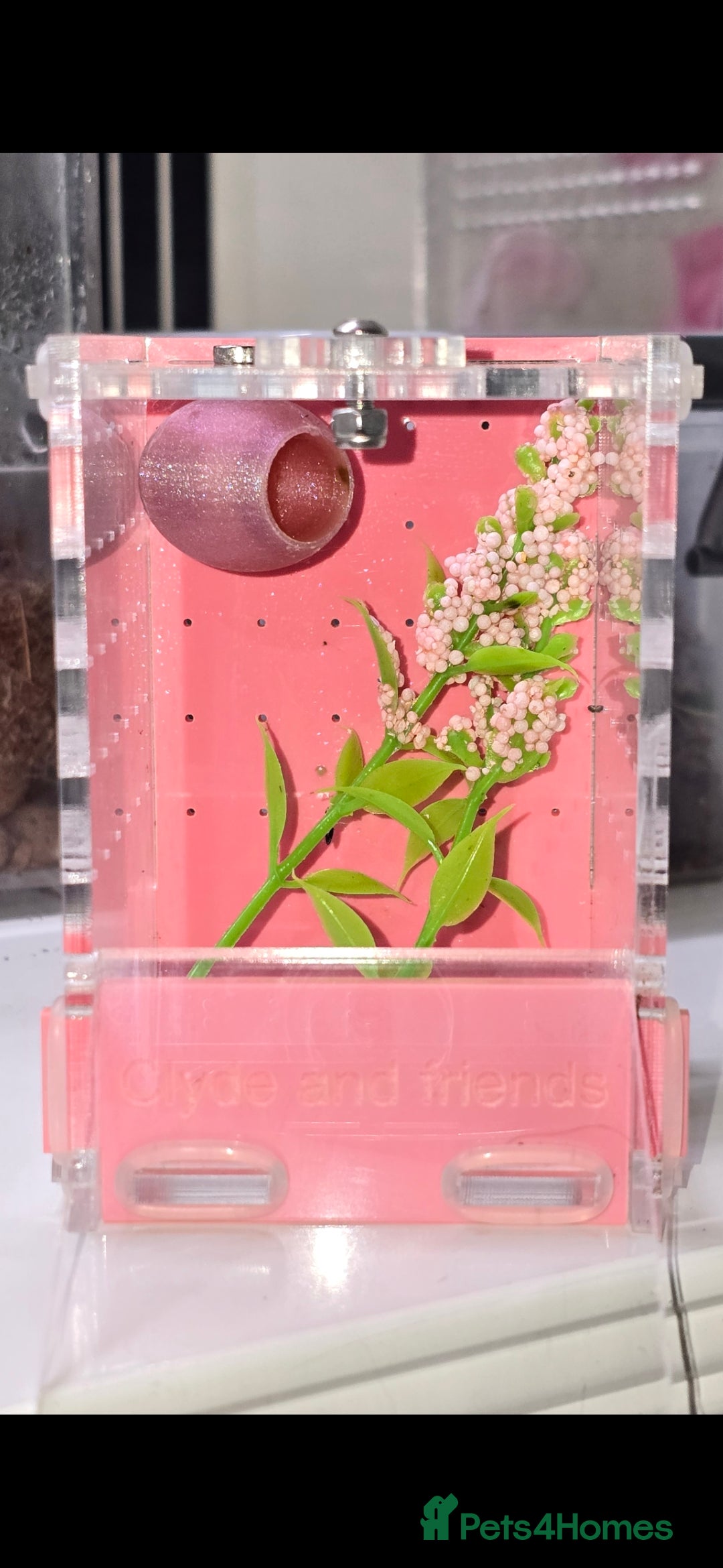 Spiders invertebrates for sale: Precious little female jumping spider - Advert 5