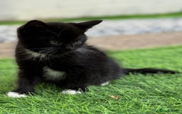 British Shorthair cats for sale: BSH KITTENS - Image 7