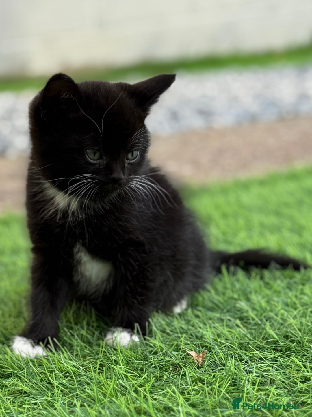 British Shorthair cats for sale: BSH KITTENS - Image 7