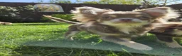 Chihuahua dogs for sale: 2 Gorgeous long coat female chihuahuas - Advert 6
