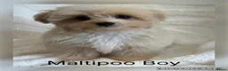 Maltipoo dogs for sale: Gorgeous Teddy Bear F1 Maltipoo READY NOW - Advert 3