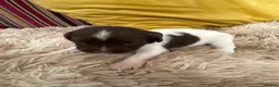 English Springer Spaniel dogs for sale: Adorable Kennel club registered ESS puppies  - Advert 9