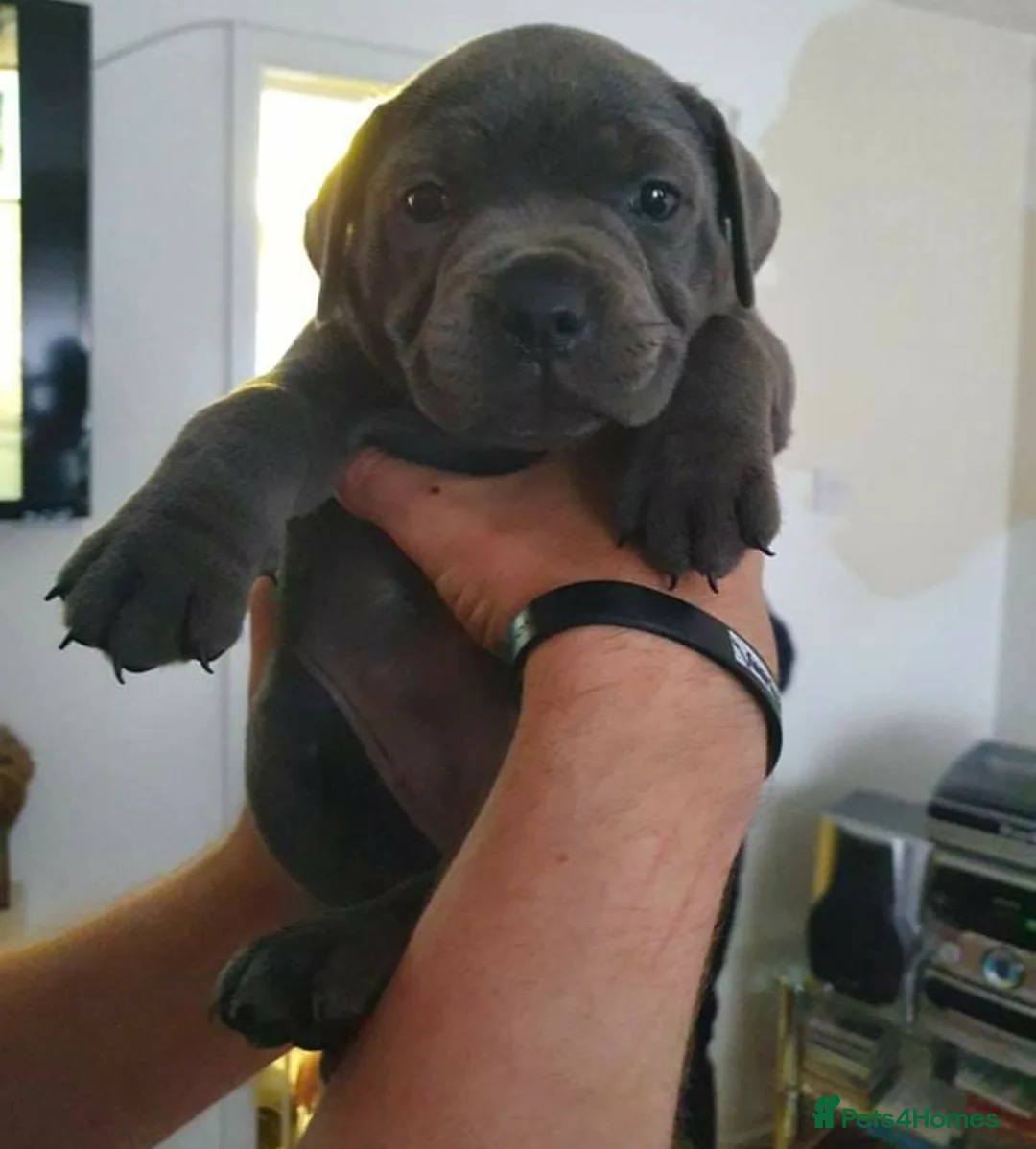 Staffordshire Bull Terrier dogs for stud: UKs Best bloodlines Proven Stud  in Swansea - Advert 12