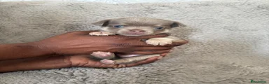 Chihuahua 1