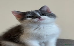 British Shorthair cats for sale: BSH cross domestic  - Image 2