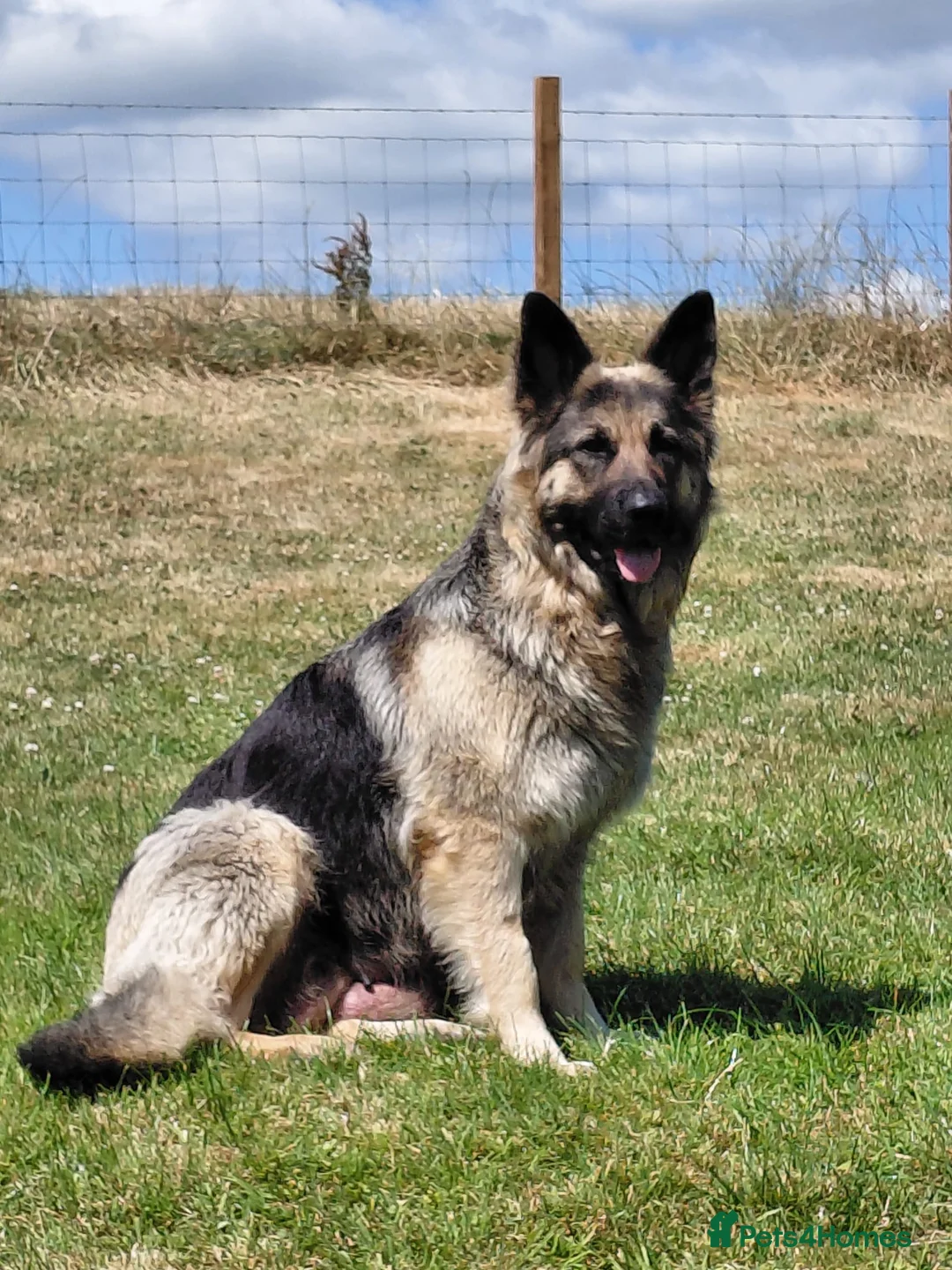 Mixed Breed dogs for sale: German shepherd x malinois  - Advert 1