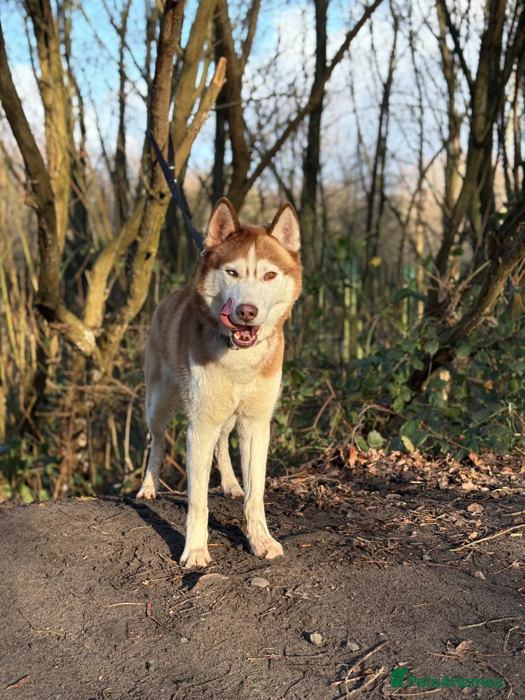 Siberian Husky dogs for stud: RED BI-EYED SIBERIAN HUSKY 🐺  - Advert 2