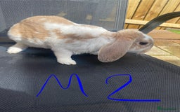 French Lop rabbits for sale: Baby lop rabbits  - Image 4