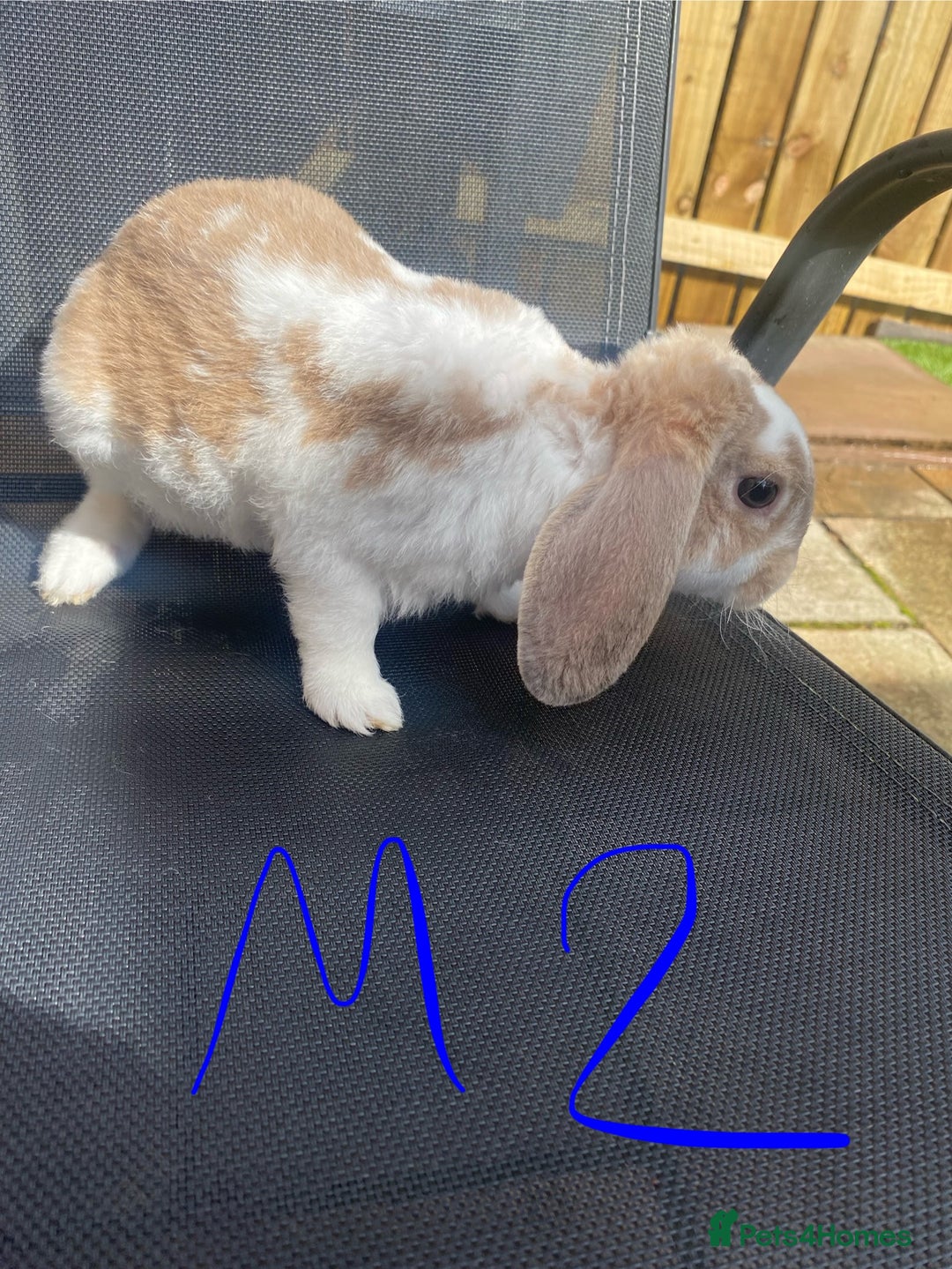 French Lop rabbits for sale: Baby lop rabbits  - Image 4