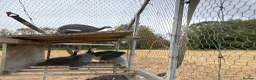 Guinea Fowl poultry for sale: Guinea fowl - Advert 2