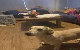 Mixed Breed dogs for adoption: ROXANNE - Advert 5