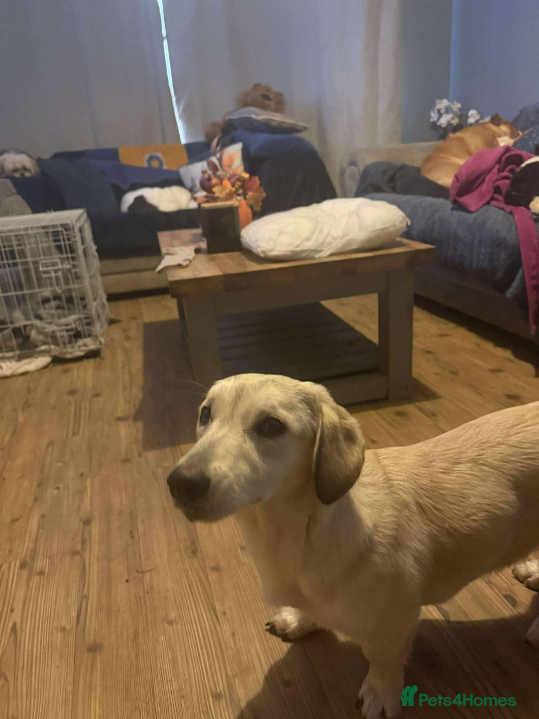 Mixed Breed dogs for adoption: ROXANNE - Advert 5