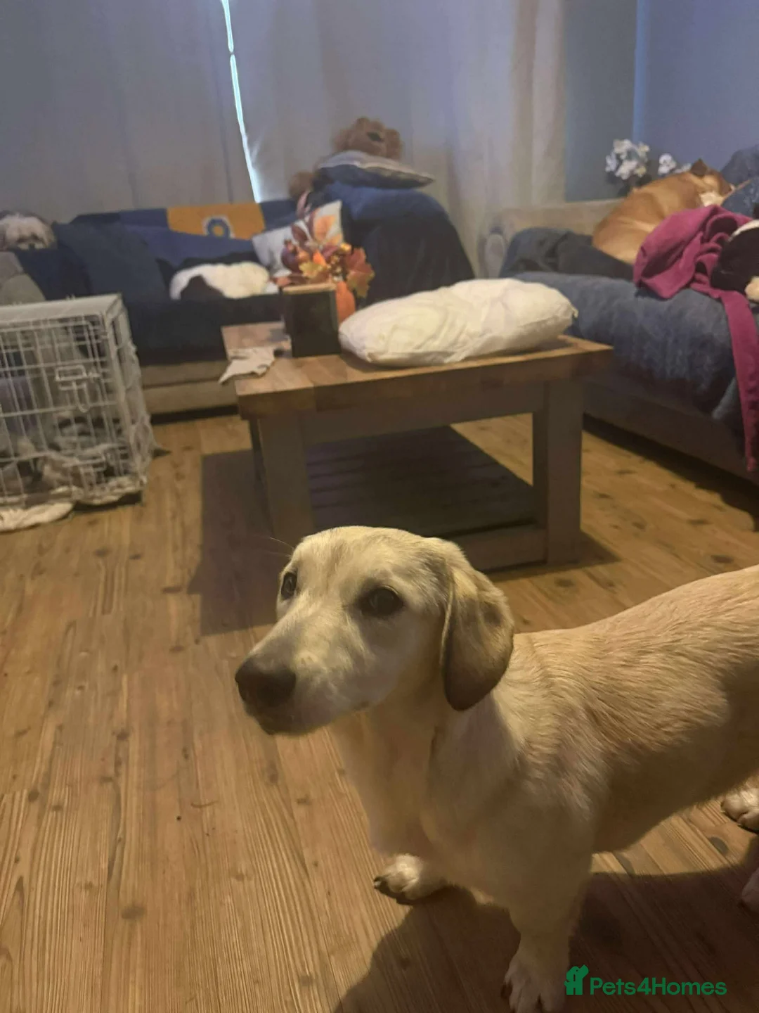 Mixed Breed dogs for adoption: ROXANNE - Advert 12