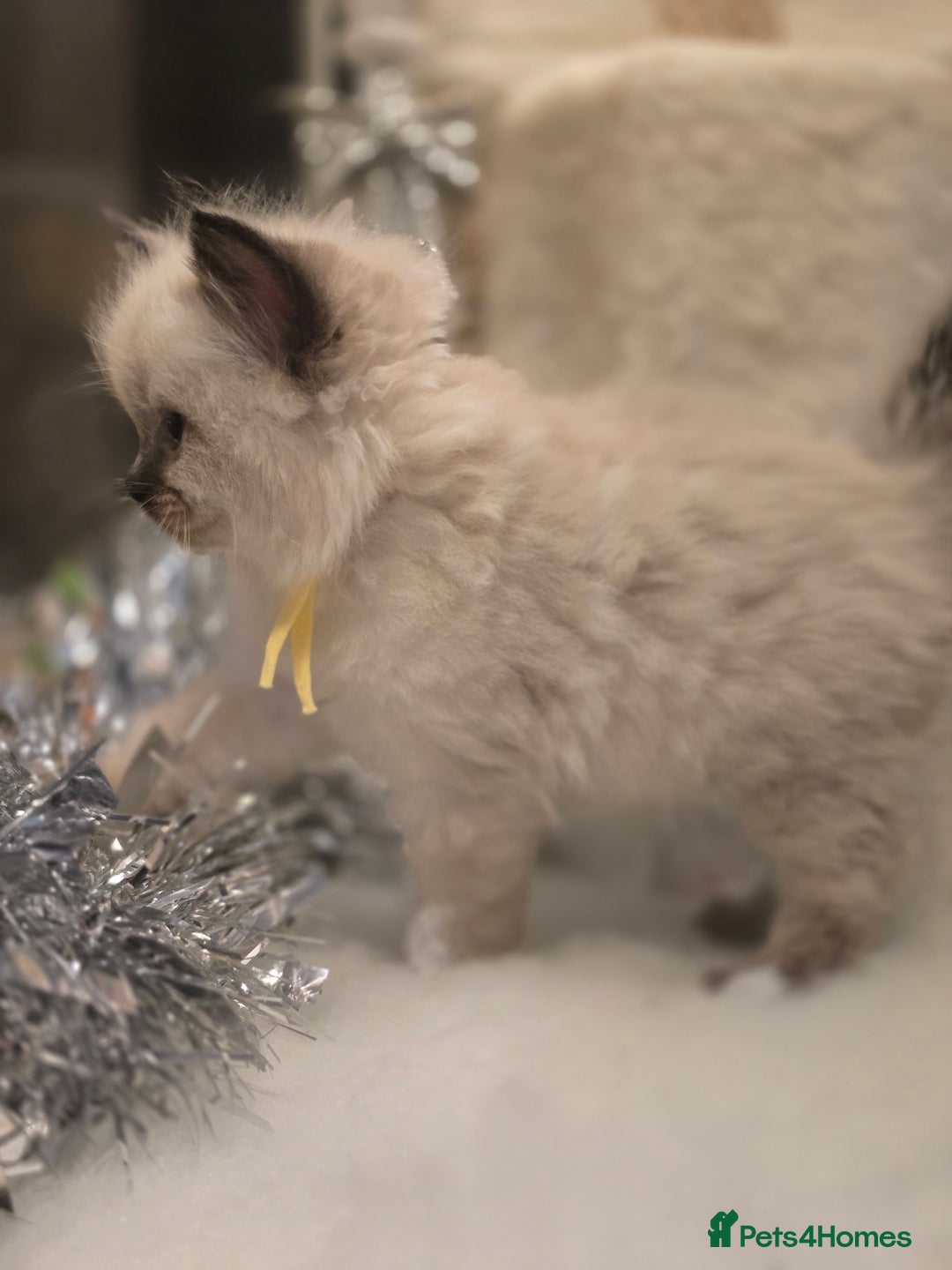 Ragdoll cats for sale: Precious GOOF Registered Ragdoll Kittens - 2 Girls - Advert 1