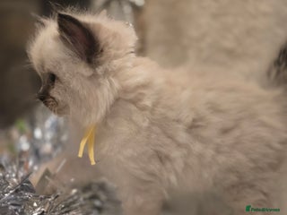 Ragdoll cats Ragdoll kittens - Advert 1