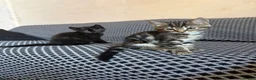 Mixed Breed cats for sale: 2 kittens for adoption  - Advert 7