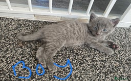Mixed Breed cats for sale: 5 adrobale kittens  - Image 1