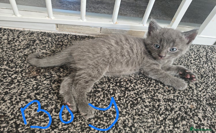 Mixed Breed cats - Advert 4