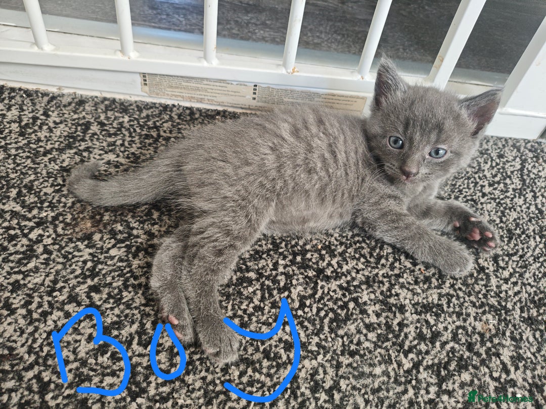Mixed Breed cats for sale: 5 adrobale kittens  - Image 1