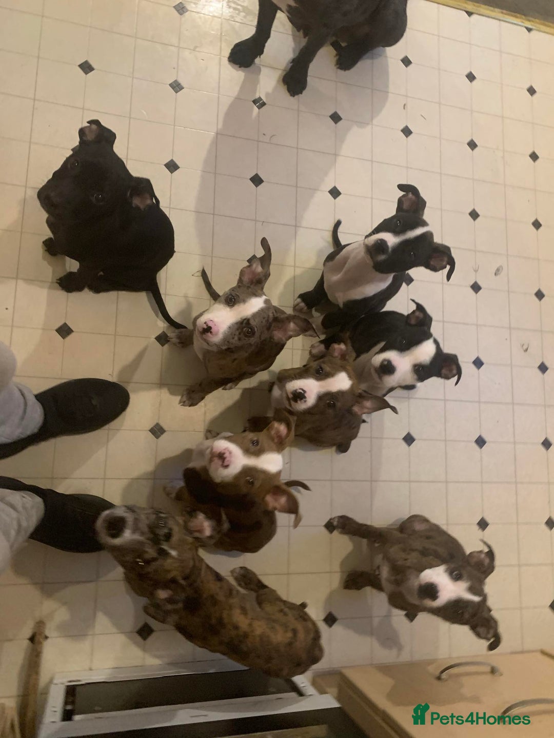 Mixed Breed dogs for sale: American Bully johnsons american bulldog - Image 1