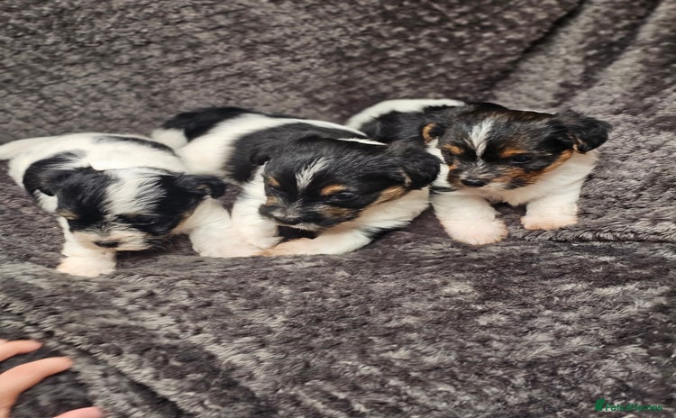 Yorkshire Terrier dogs - Advert 1