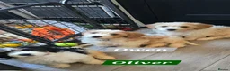 Cavachon dogs for sale: Gorgeous Cavachon puppies - Advert 21