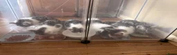 Mixed Breed cats for sale: 6 adorable Kittens for sale - Advert 3