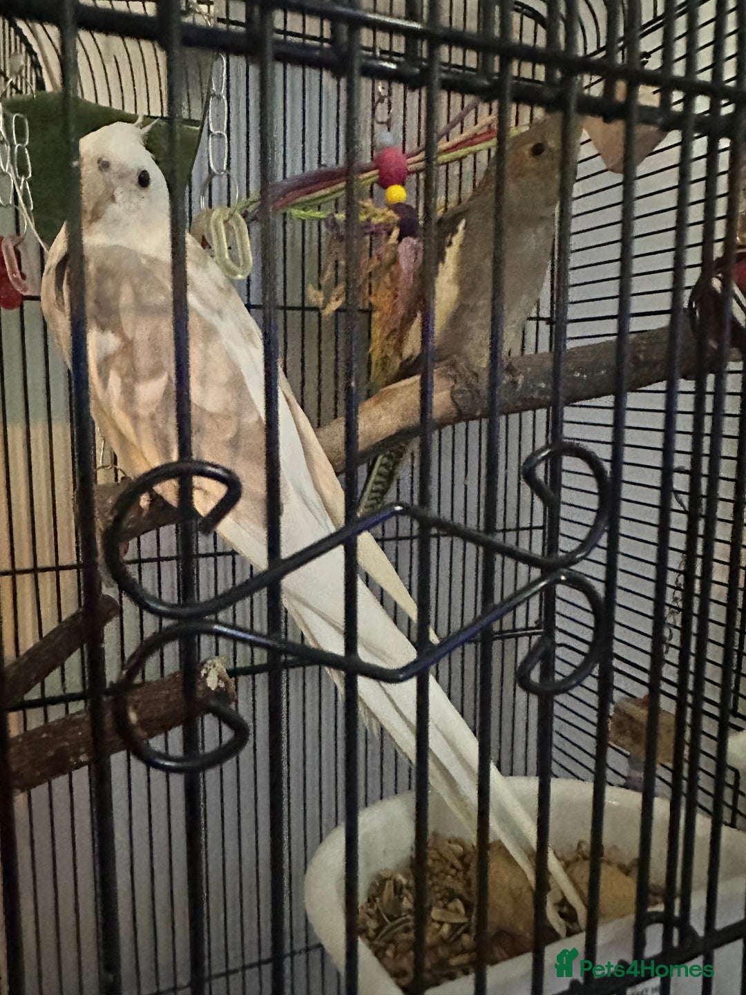 Cockatiels birds for sale: Caspar  - Image 2