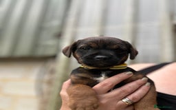 Border Terrier dogs for sale: Border Terrier Pups - Image 13