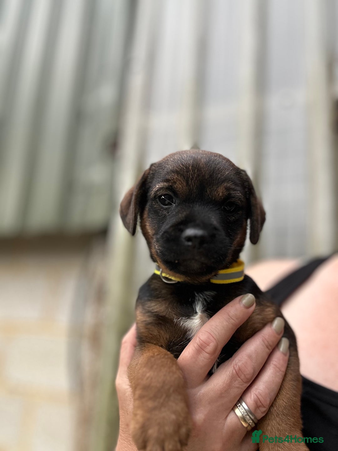Border Terrier dogs for sale: Border Terrier Pups - Image 13