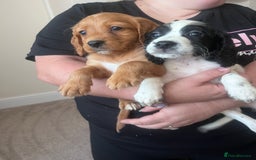 Cocker Spaniel dogs for sale: Cocker spaniels  - Image 4