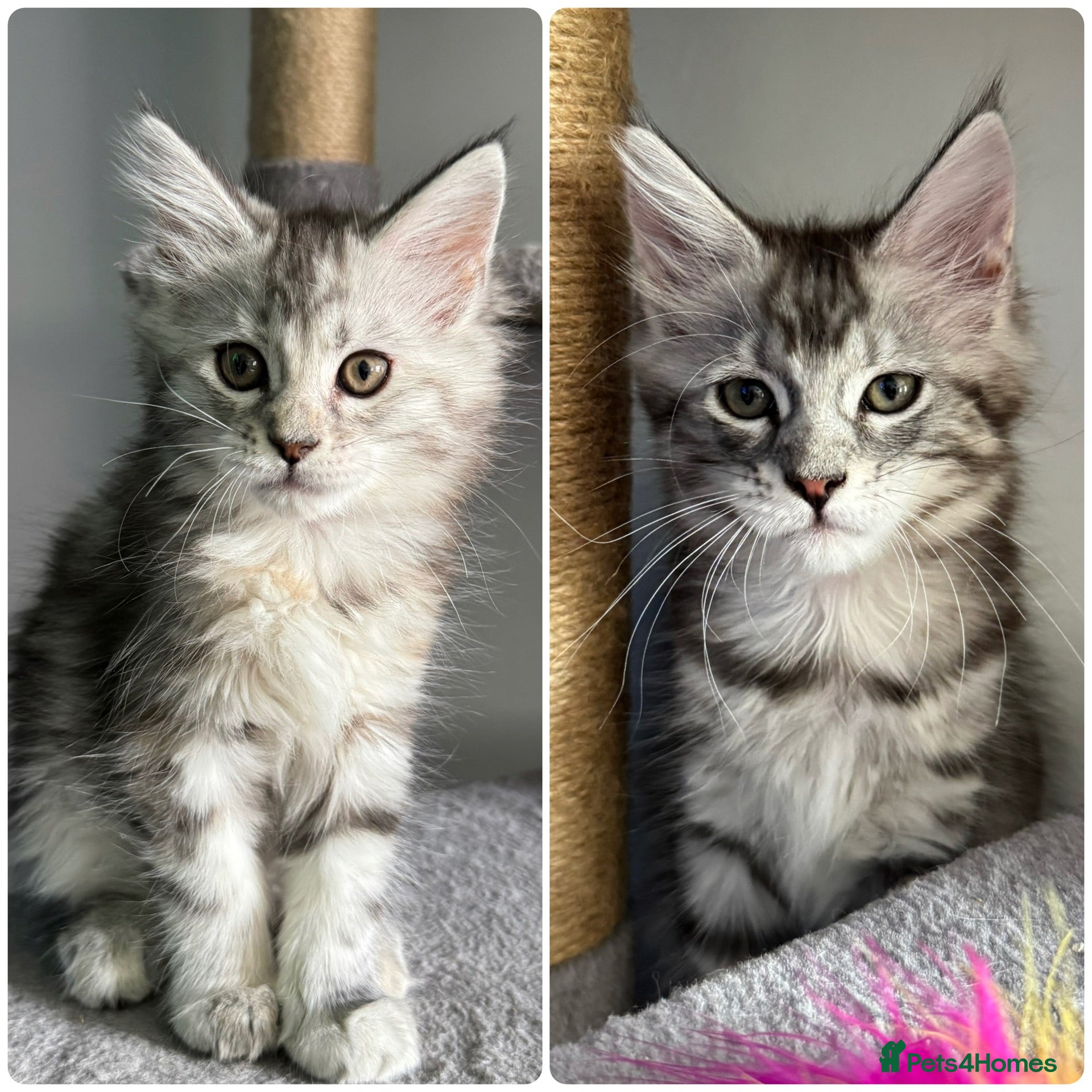 Maine Coon cats Purebred Maine Coon Kittens – Ready Now - Advert 2