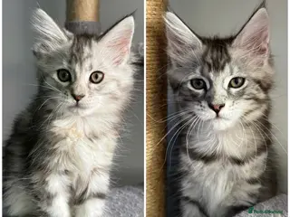Maine Coon cats PUREBRED MAINE COON KITTENS – FINAL TWO GIRLS - Advert 6