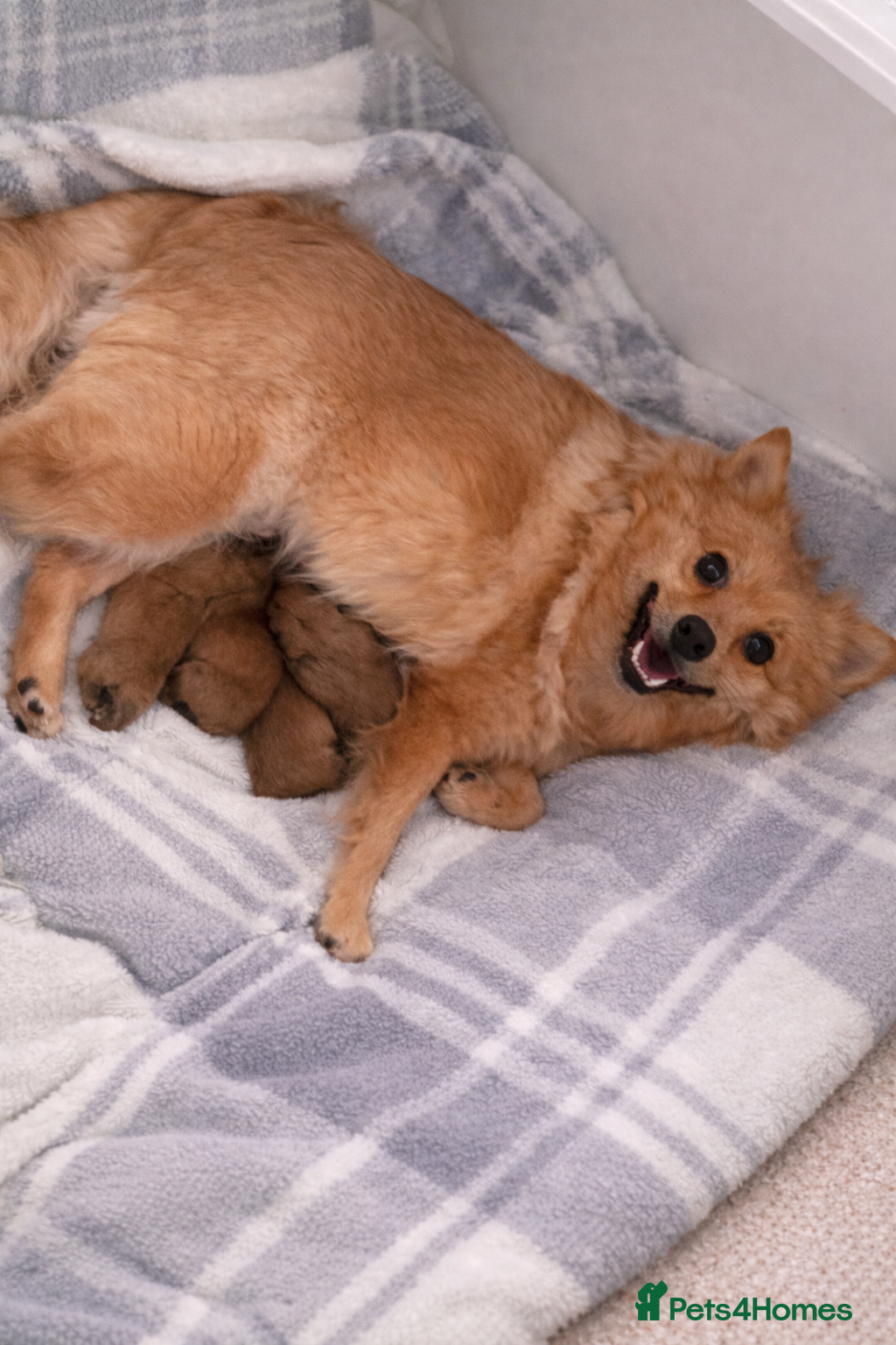 Pomeranian dogs Beautiful Pomeranian Pups Ready for Loving Homes - Advert 2