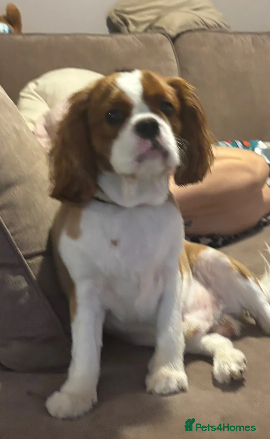 Cavalier King Charles Spaniel dogs for sale: Buddy - Advert 2