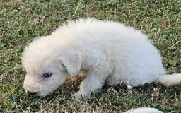 Mixed Breed dogs for sale: F1 Shepadoodle Puppies in Boston - Image 10