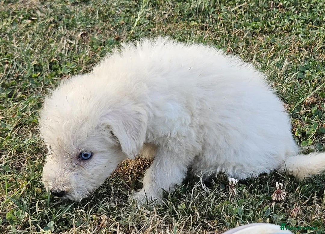 Mixed Breed dogs for sale: F1 Shepadoodle Puppies in Boston - Image 10