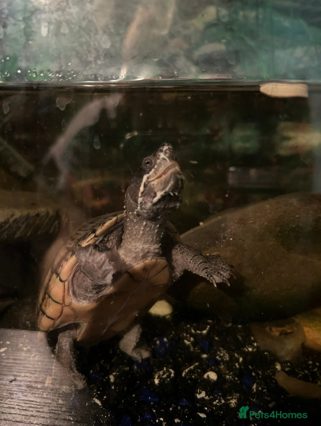 Turtle reptiles for sale: Musk turtles  - Advert 2