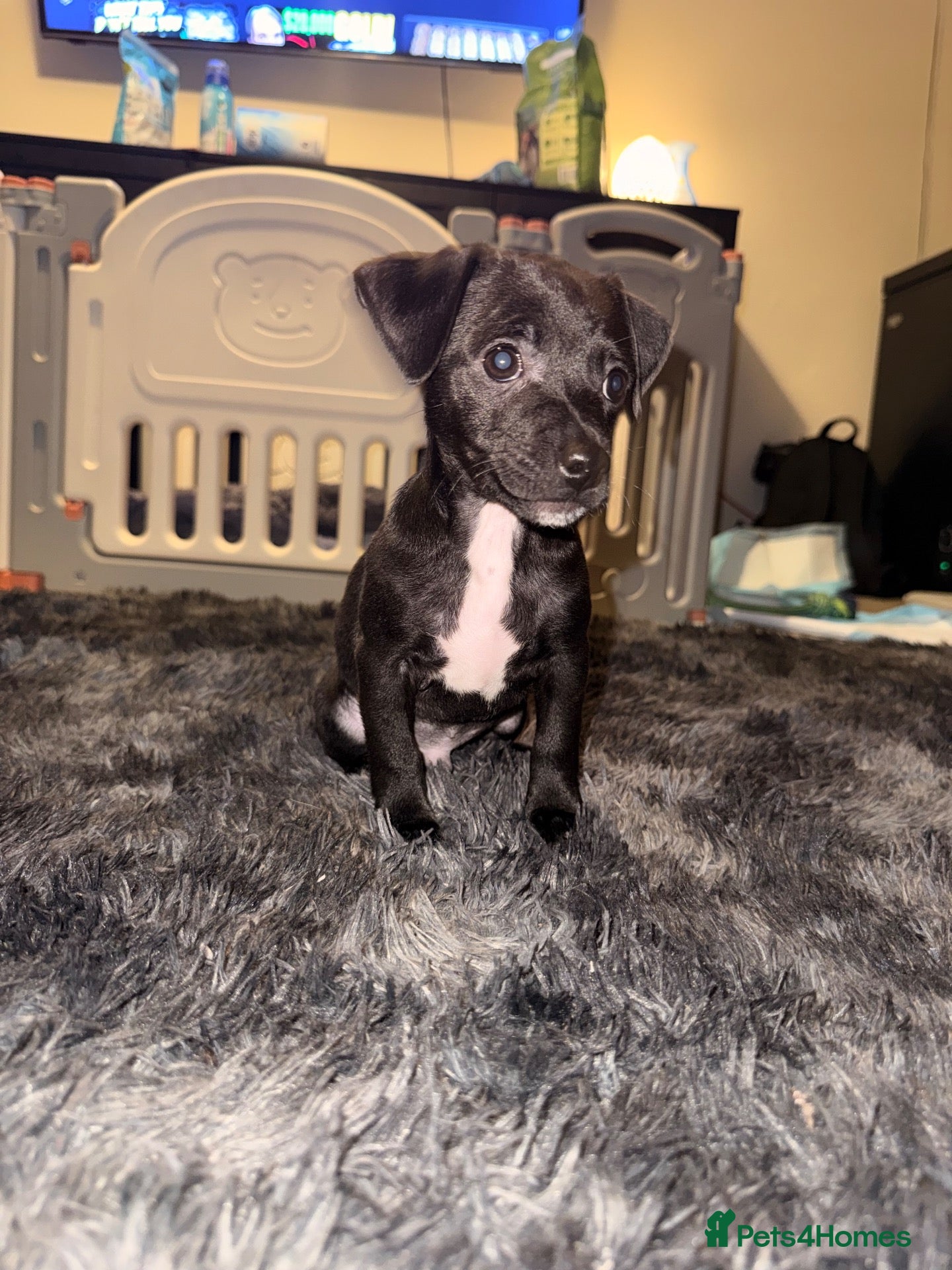 Mixed Breed dogs for sale: ***READY NOW*** 1 jack Russel mix - Advert 5