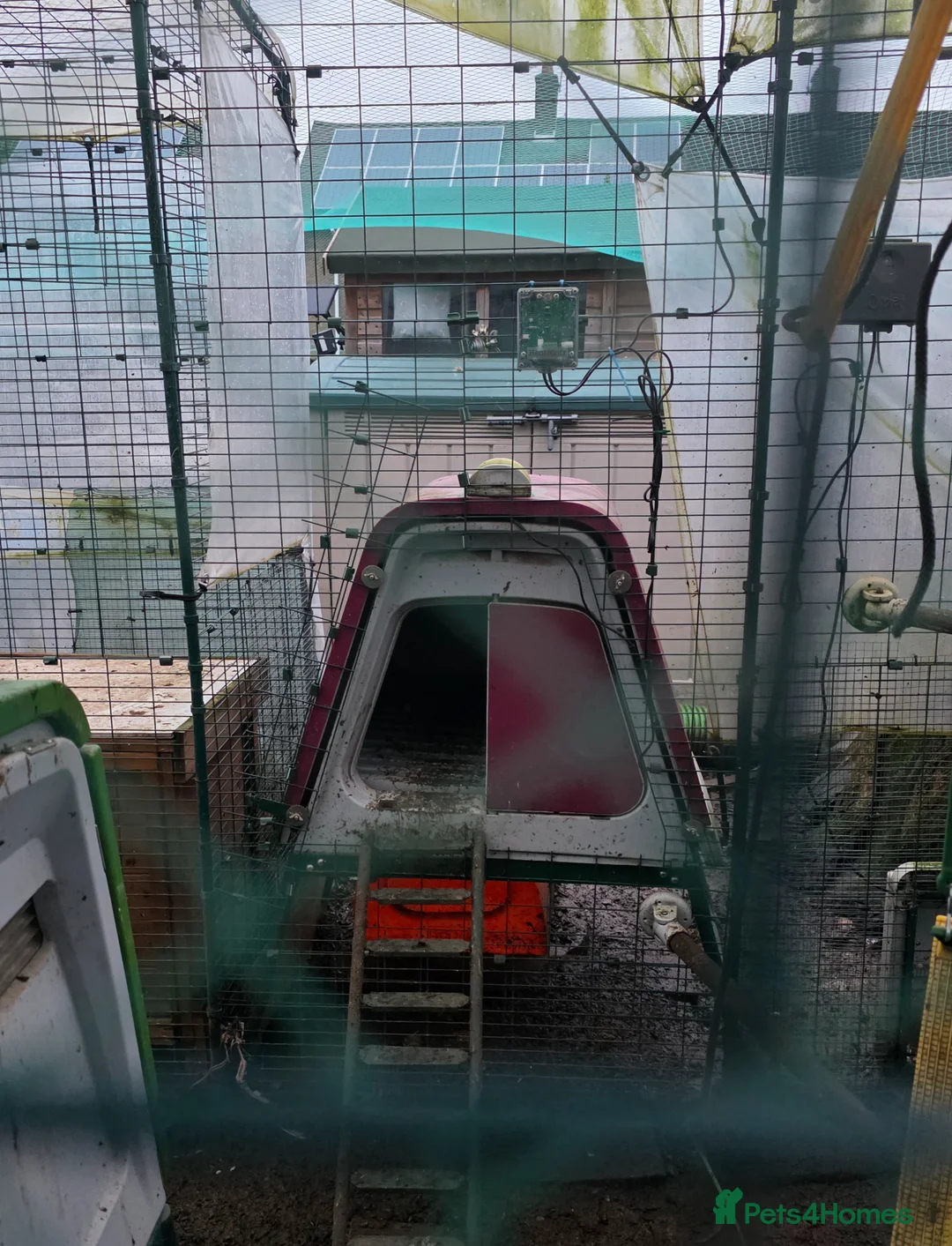 Chickens poultry for sale: 22 chickens and various coops for sale - Advert 2