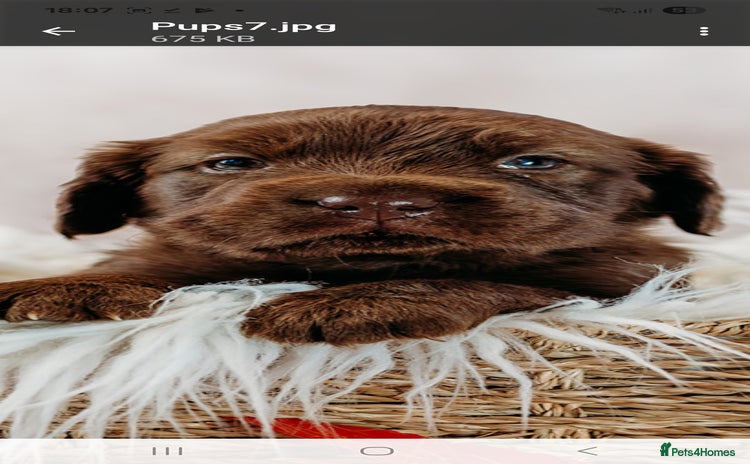 Mixed Breed dogs - Advert 1