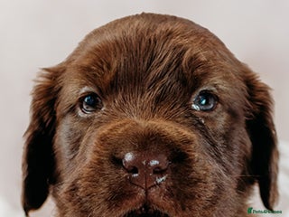Mixed Breed dogs - Advert 33