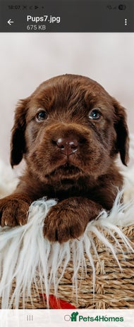 Mixed Breed dogs - Advert 1